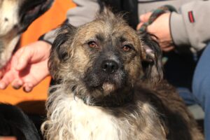 Fellfreunde Start 10 Fellfreunde Start