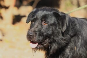 Fellfreunde Start 8 Fellfreunde Start