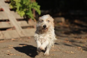 Fellfreunde Start 9 Fellfreunde Start