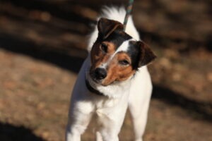 Fellfreunde Start 8 Fellfreunde Start