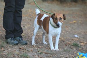 Fellfreunde Start 5 Fellfreunde Start