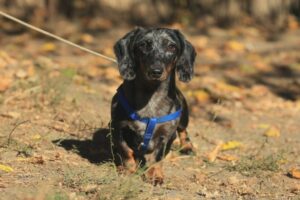 Fellfreunde Fellnasen mit Handicap und Angsthunde