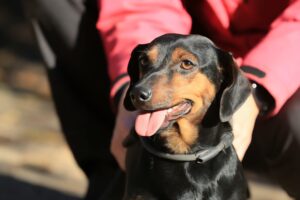 Fellfreunde Start 9 Fellfreunde Start