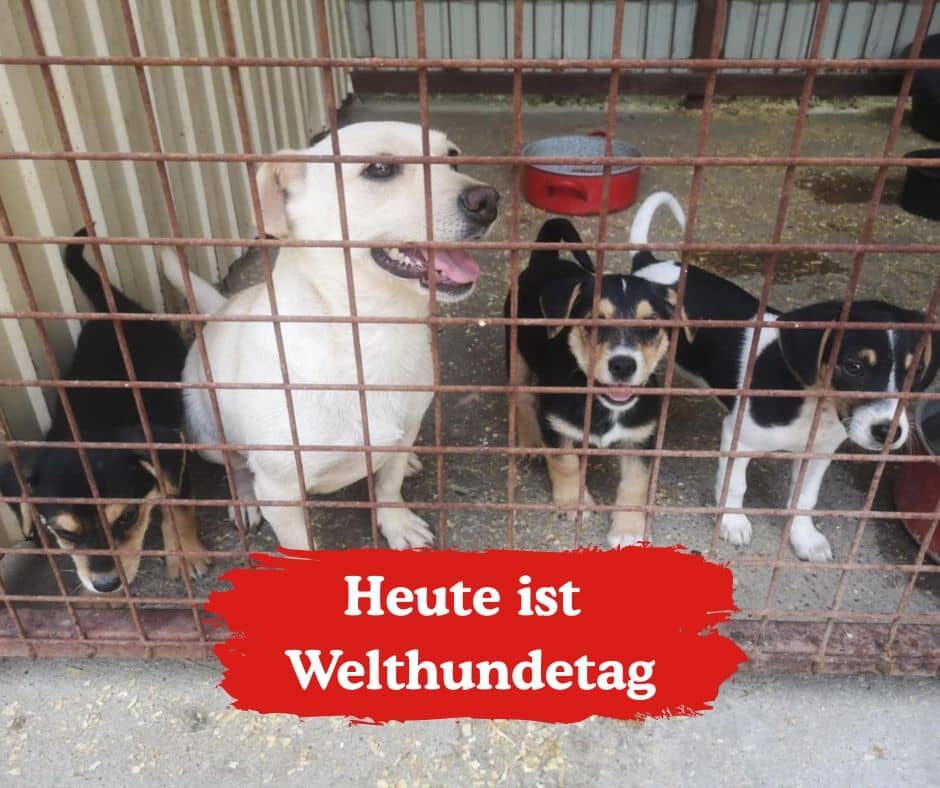 Fellfreunde Start 1 Fellfreunde Start