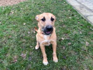 Fellfreunde Welpen/Junghunde