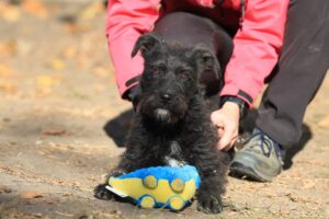 Fellfreunde Start 5 Fellfreunde Start