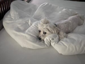 WhatsApp Bild 2025-12-09 um 16.29.11_be66e41e