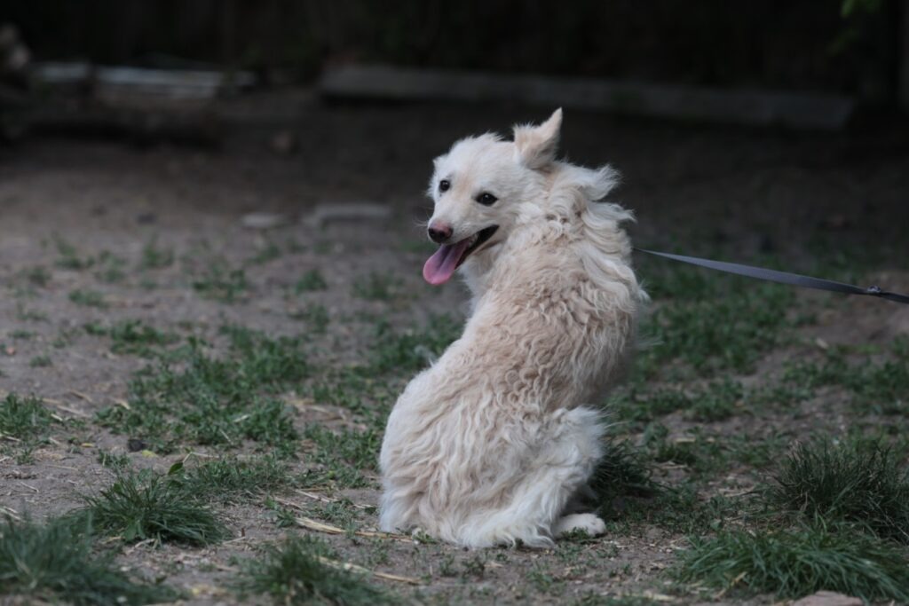 Fellfreunde Fido, der Hund, den niemand gesucht hat, sucht jetzt dich.