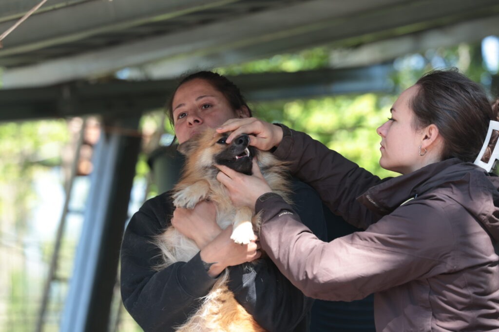 Fellfreunde Der kleine Rüde, der einem sofort das Herz stiehlt