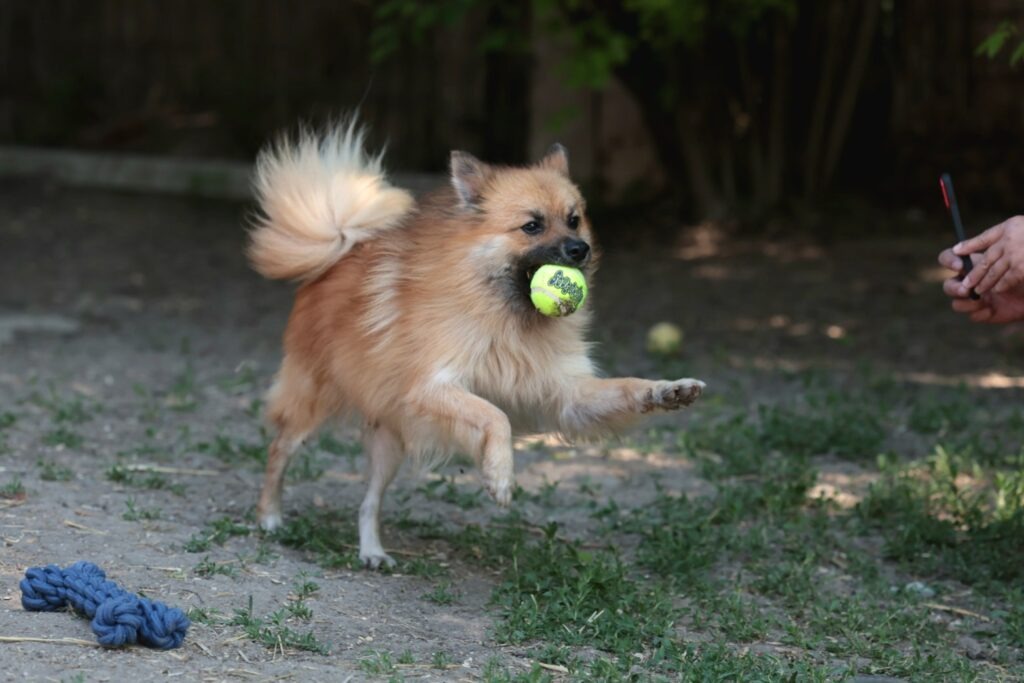 Fellfreunde Der kleine Rüde, der einem sofort das Herz stiehlt