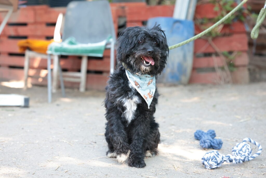 Fellfreunde Was macht einen Hund zum guten Hund, wenn das Leben ihm nie eine Chance gegeben hat?