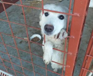 Fellfreunde Start 7 Fellfreunde Start