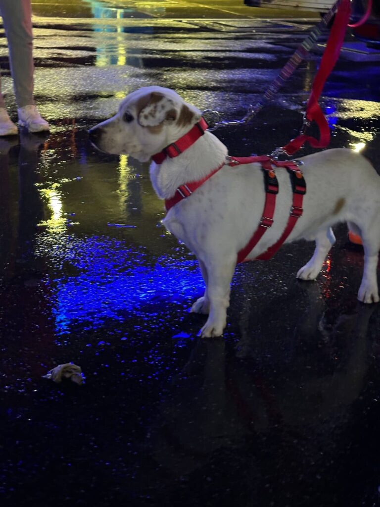 Fellfreunde Manchmal beginnt alles mit einer Fahrt