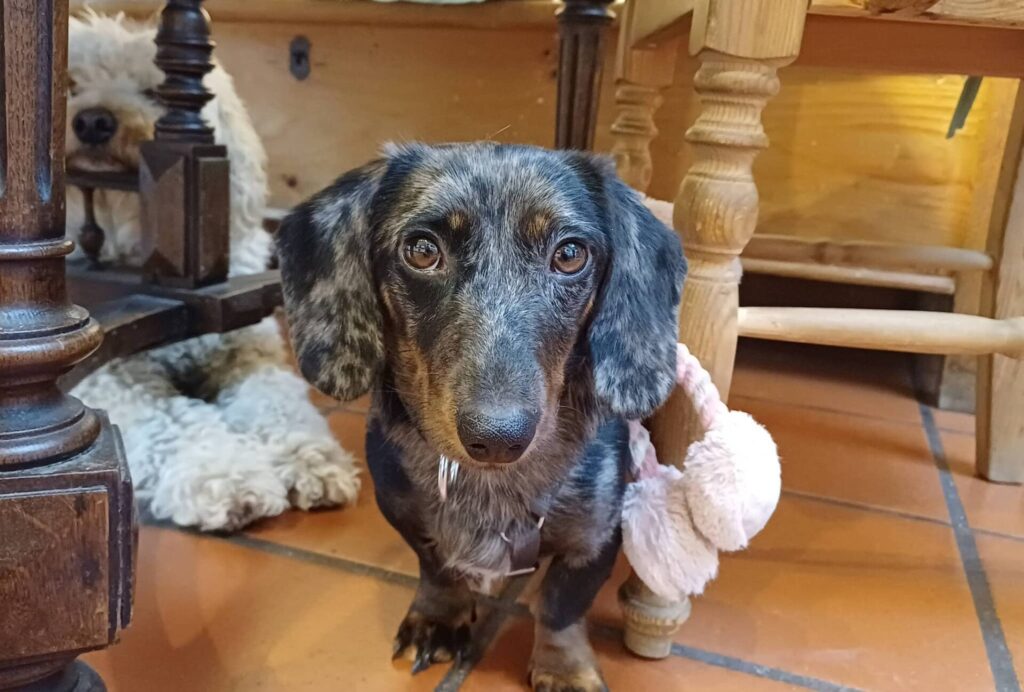 Fellfreunde Manchmal beginnt alles mit einer Fahrt