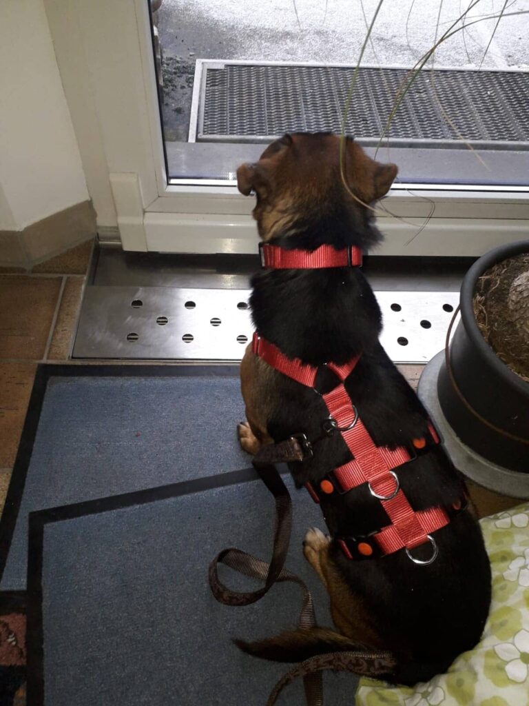 Fellfreunde Manchmal beginnt alles mit einer Fahrt