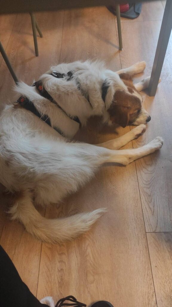 Fellfreunde Manchmal beginnt alles mit einer Fahrt