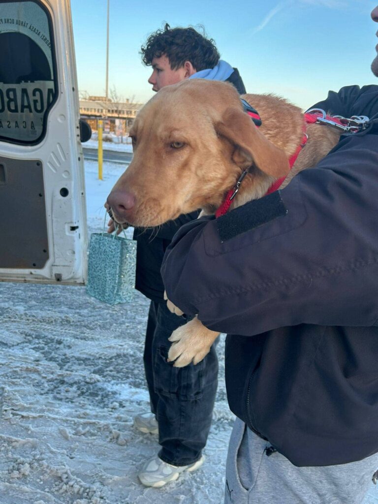 Fellfreunde Manchmal beginnt alles mit einer Fahrt