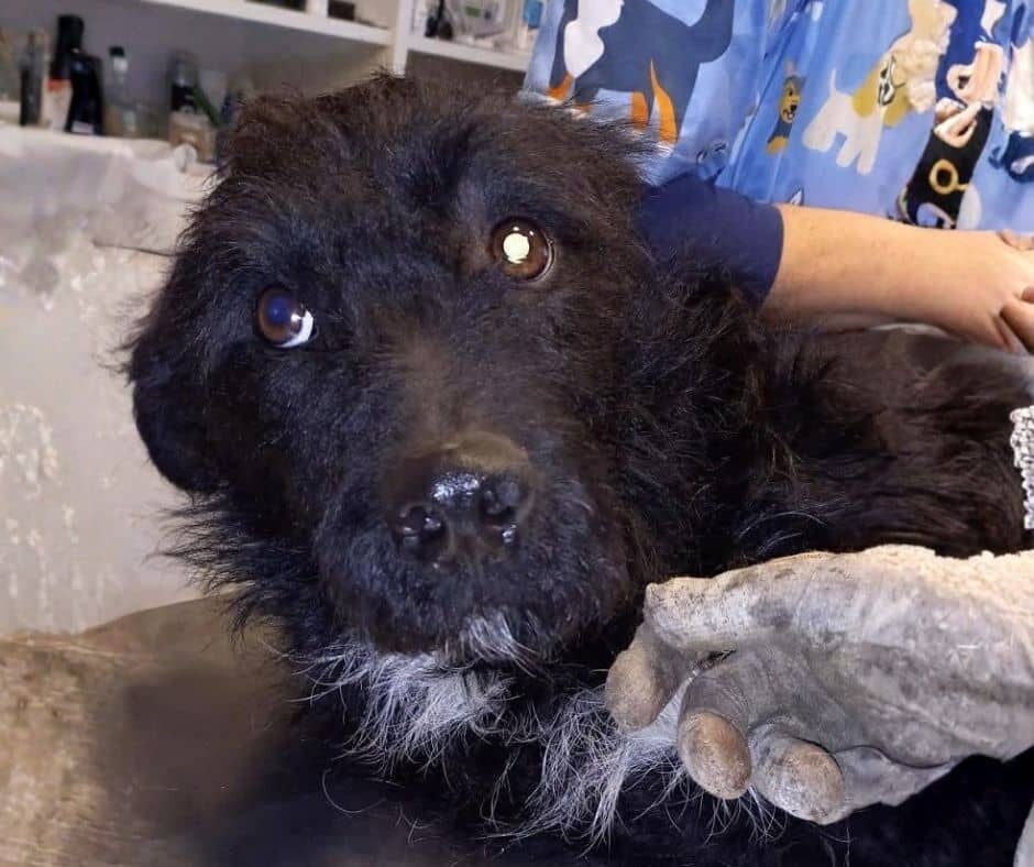 Fellfreunde Start 1 Fellfreunde Start