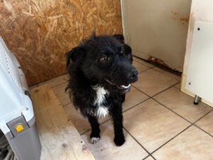 Fellfreunde Start 11 Fellfreunde Start