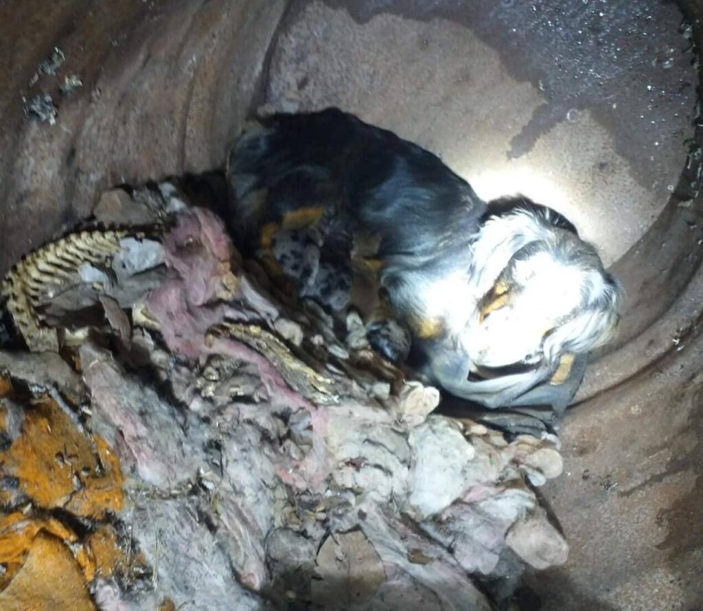 Fellfreunde Ein Albtraum aus Metall und Müll und mittendrin eine Hündin, die nicht aufgibt