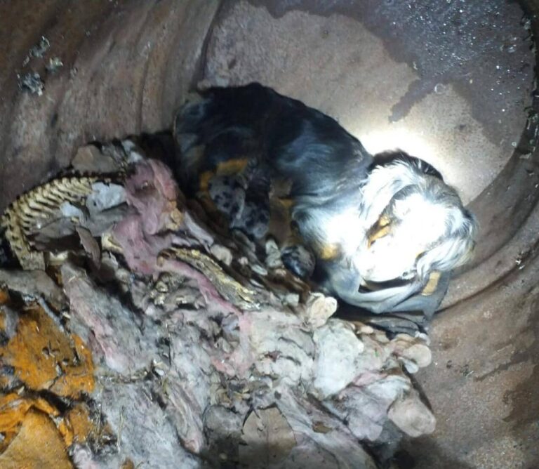 Fellfreunde Start 17 Fellfreunde Start