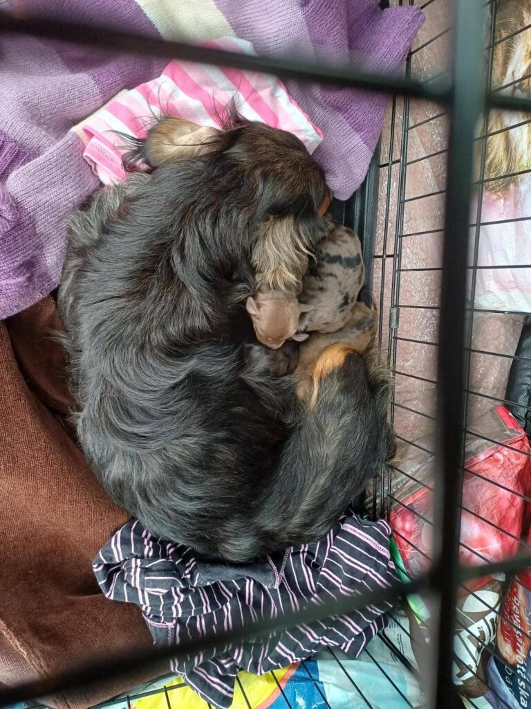 Fellfreunde Ein Albtraum aus Metall und Müll und mittendrin eine Hündin, die nicht aufgibt