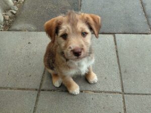 Fellfreunde Hundevermittlung, Adoption Hund, Tiervermittlung 7 Fellfreunde Hundevermittlung, Adoption Hund, Tiervermittlung