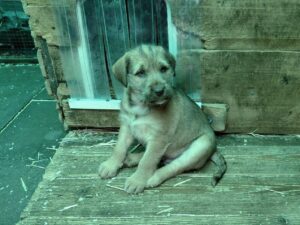 Fellfreunde Start 7 Fellfreunde Start