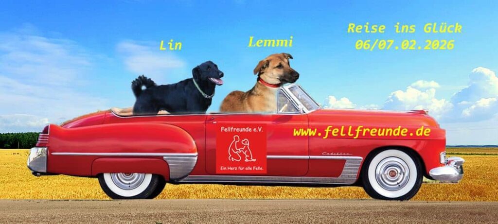 Fellfreunde Zwei Vierbeiner auf Reisen