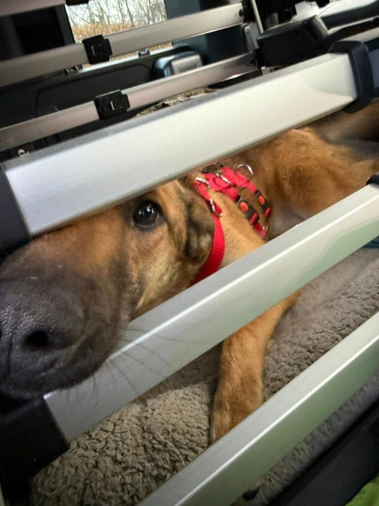 Fellfreunde Zwei Vierbeiner auf Reisen