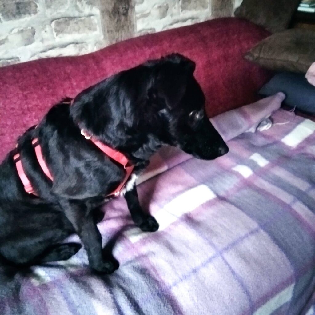 Fellfreunde Zwei Vierbeiner auf Reisen