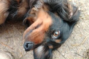 Fellfreunde Hundevermittlung, Adoption Hund, Tiervermittlung