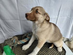 Fellfreunde Start 8 Fellfreunde Start