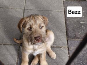 Fellfreunde Start 9 Fellfreunde Start