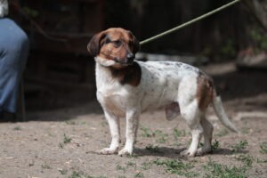 Fellfreunde Hundevermittlung, Adoption Hund, Tiervermittlung