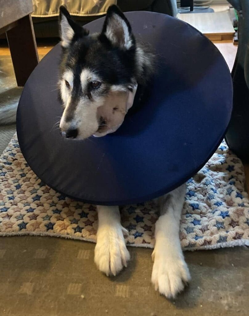 Fellfreunde Bitte helft uns, Katis OP-Kosten zu stemmen 102 Fellfreunde Bitte helft uns, Katis OP-Kosten zu stemmen