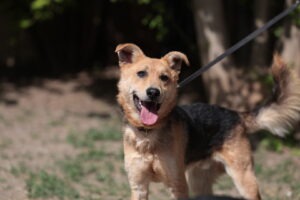 Fellfreunde Hundevermittlung, Adoption Hund, Tiervermittlung