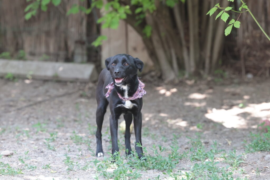 Fellfreunde Aus dem Tierheim direkt nach Hause: Elsa ist bereit.