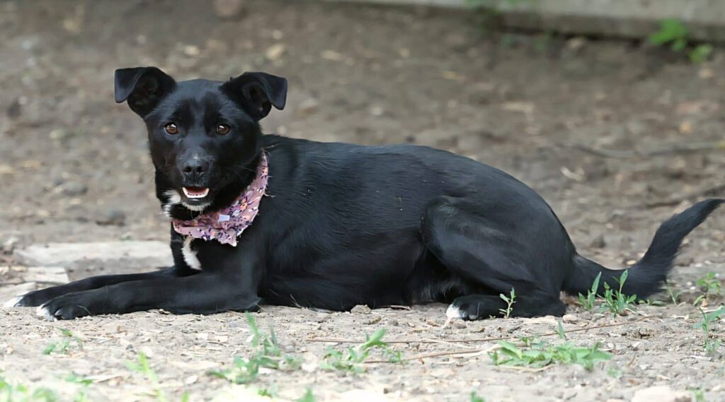 Fellfreunde Aus dem Tierheim direkt nach Hause: Elsa ist bereit.