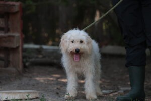 Fellfreunde Hundevermittlung, Adoption Hund, Tiervermittlung