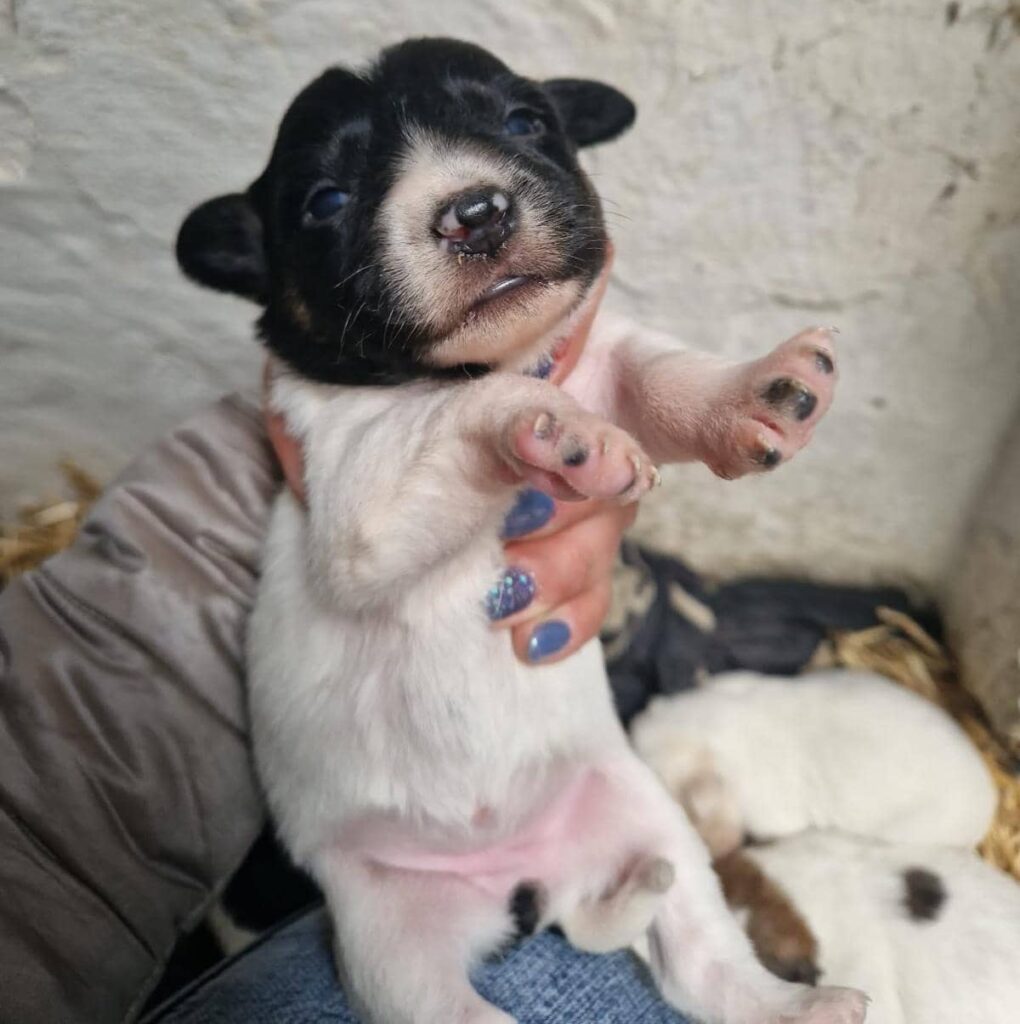 Fellfreunde Hundefamilie in Not