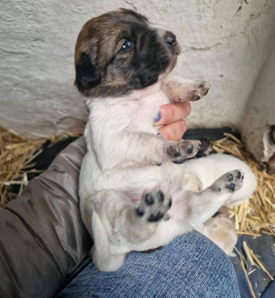 Fellfreunde Hundefamilie in Not