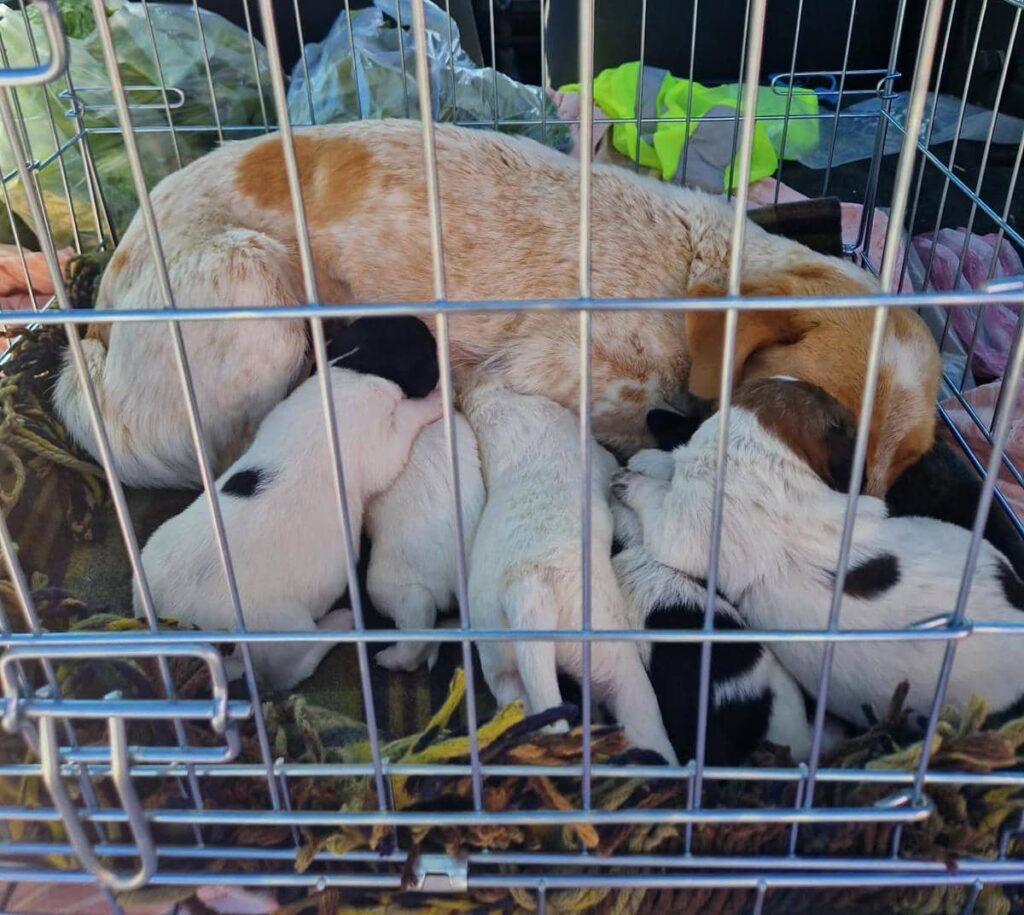 Fellfreunde Hundefamilie in Not