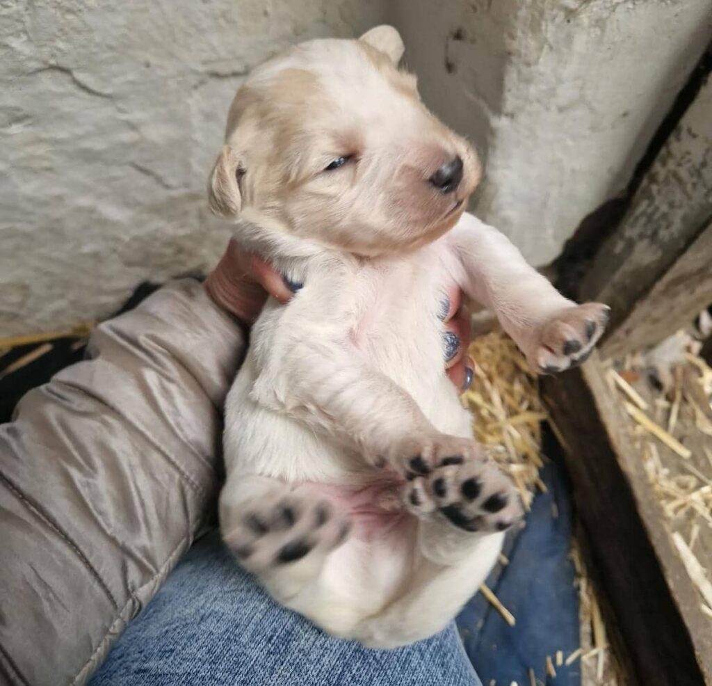 Fellfreunde Hundefamilie in Not