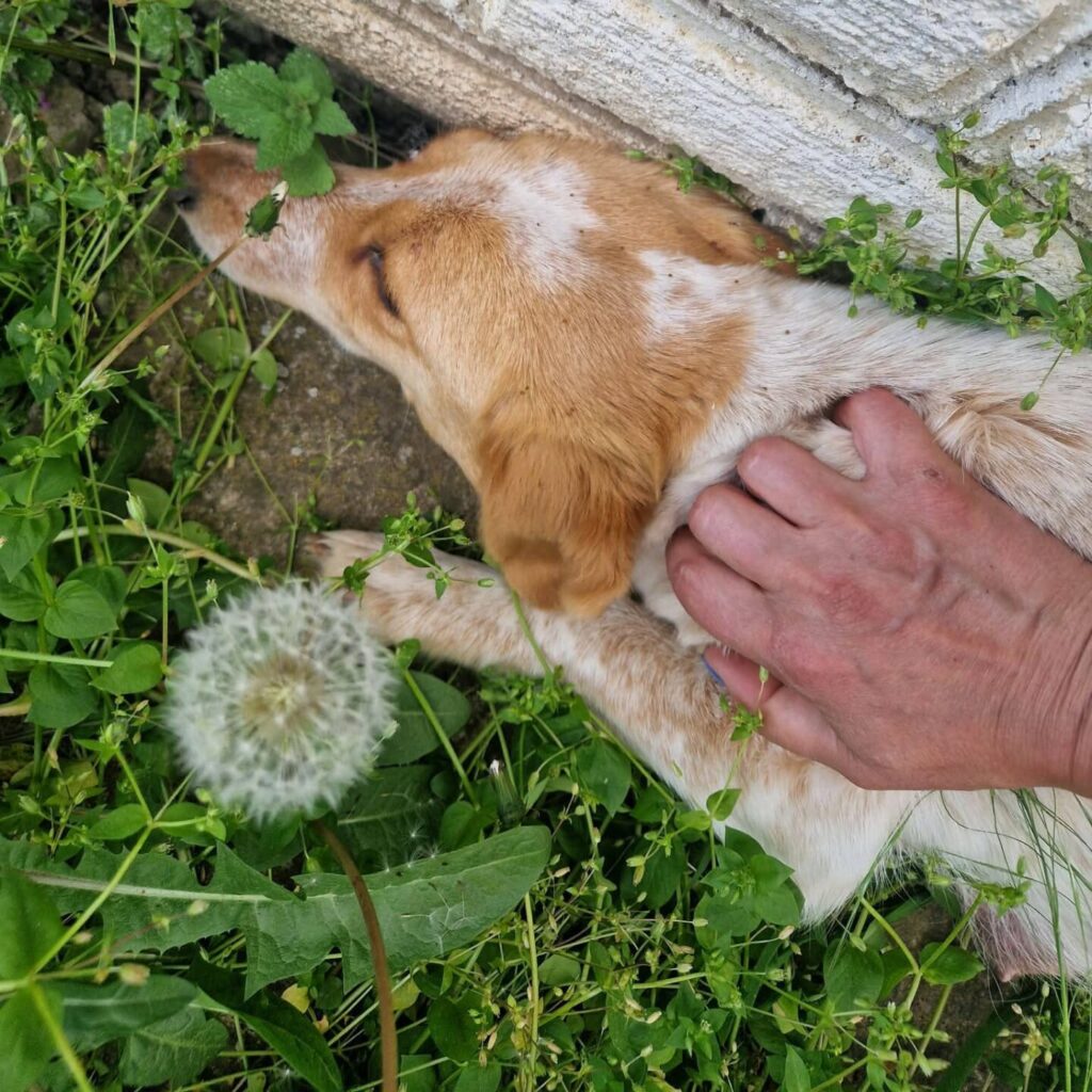 Fellfreunde Hundefamilie in Not