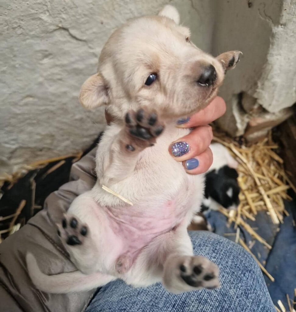 Fellfreunde Hundefamilie in Not