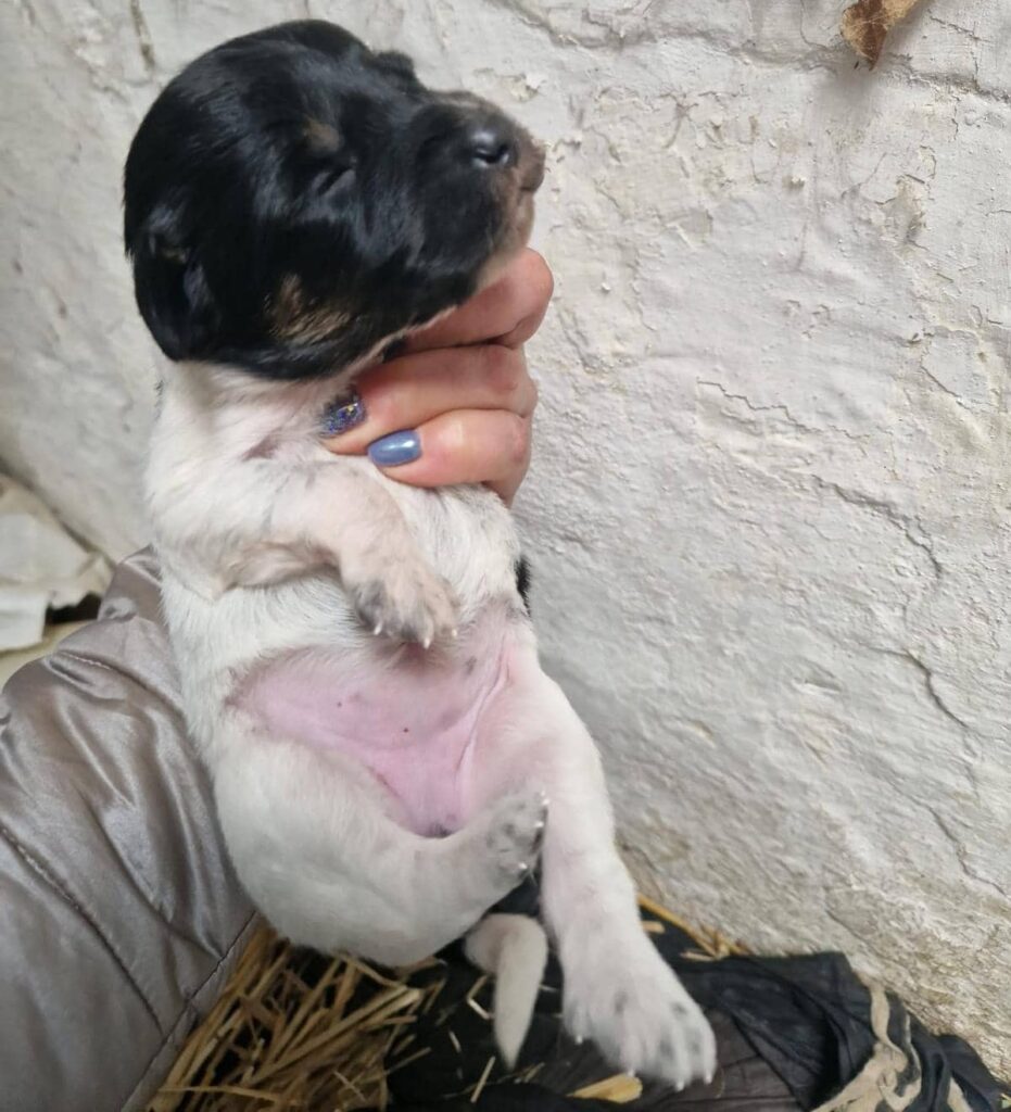 Fellfreunde Hundefamilie in Not