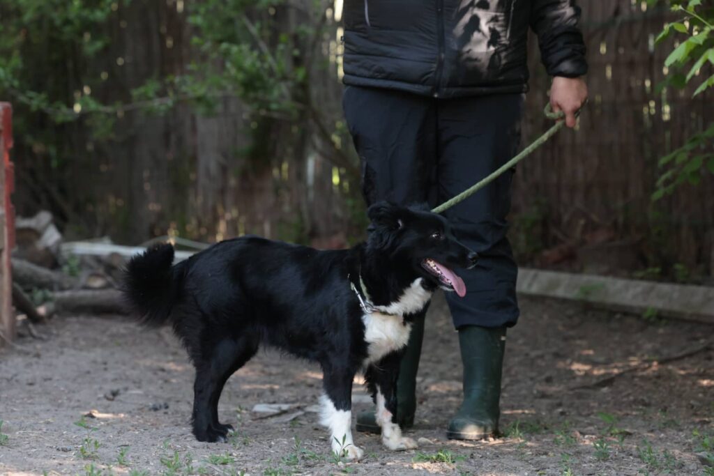 Fellfreunde Ich warte. Ich werde nicht aufhören zu wedeln.