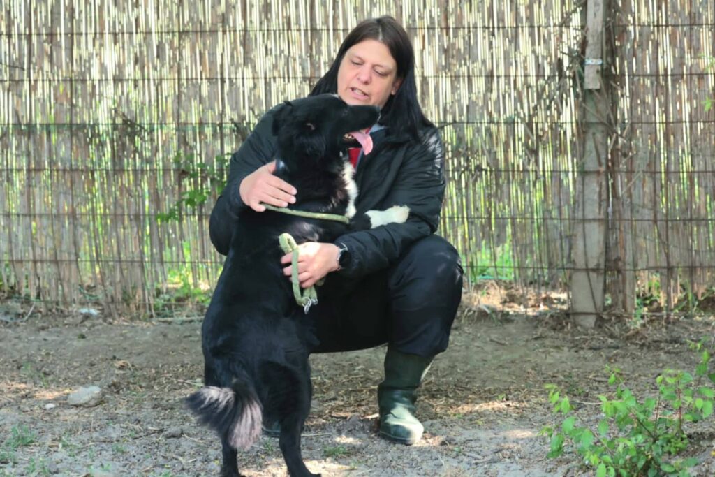 Fellfreunde Ich warte. Ich werde nicht aufhören zu wedeln.