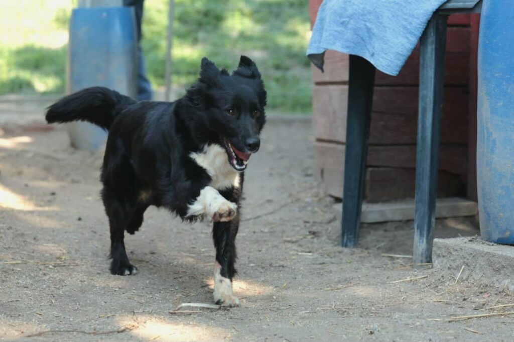 Fellfreunde Ich warte. Ich werde nicht aufhören zu wedeln.